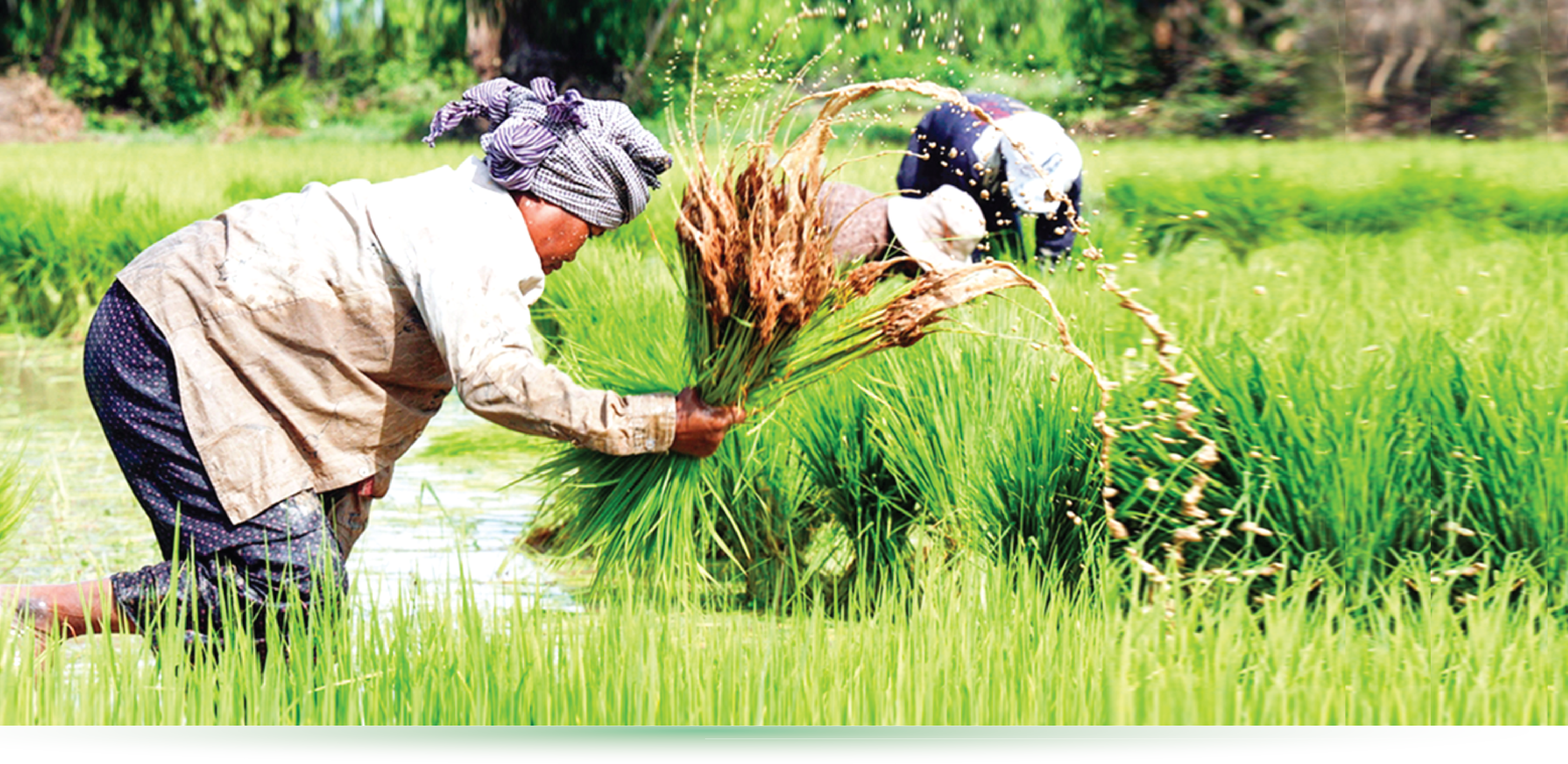 Up Agriculture Requirements Management And Leadership